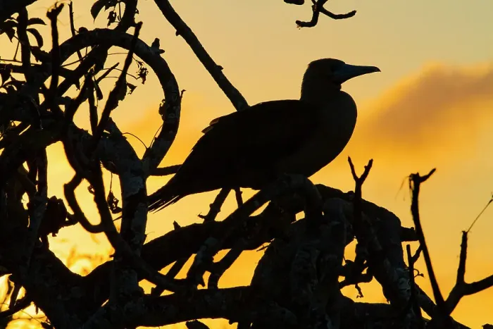 Framed Print : Adult red-footed booby (Sula sula) at sunset in the Galapagos Island Archipelago, UNESCO World Heritage Site, Ecuador, South America Framed Print : Adult red-footed booby (Sula sula) at sunset in the Galapagos Island Archipelago, UNESCO World Heritage Site, Ecuador, South America