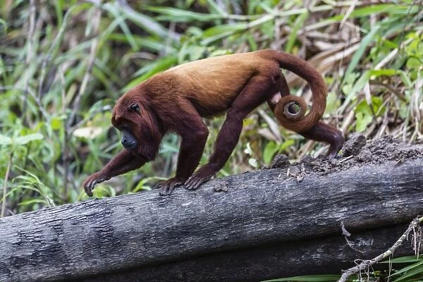 Adult red howler monkey (Alouatta seniculus), San Miguel Cao, Loreto, Peru, South America