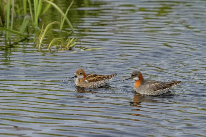 Framed Print : Adult red-necked phalaropes (Phalaropus lobatus) in breeding plumage on Flatey Island, Iceland Framed Print : Adult red-necked phalaropes (Phalaropus lobatus) in breeding plumage on Flatey Island, Iceland