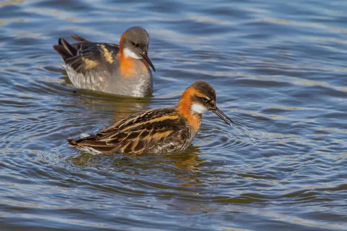 Framed Print : Adult red-necked phalaropes (Phalaropus lobatus) in breeding plumage on Flatey Island, Iceland Framed Print : Adult red-necked phalaropes (Phalaropus lobatus) in breeding plumage on Flatey Island, Iceland