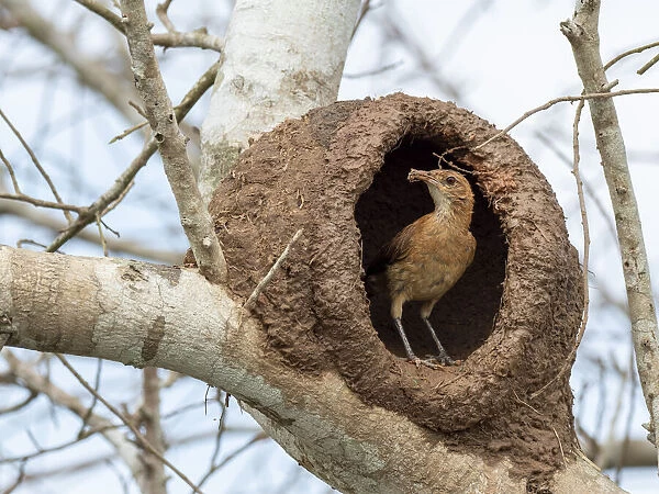 Adult red ovenbird (Furnarius rufus), building a nest in a tree, Rio Pixaim, Mata Grosso, Pantanal, Brazil, South America