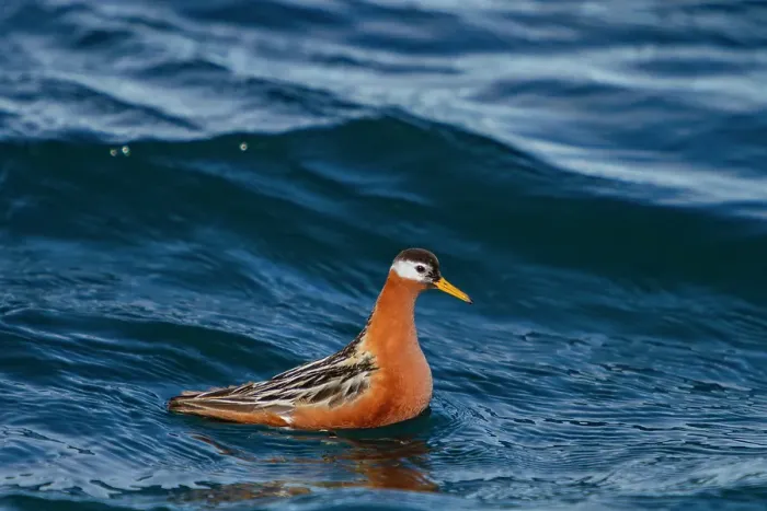 Framed Print : Adult red phalarope (Phalaropus fulicarius) in the Svalbard Archipelago, Norway Framed Print : Adult red phalarope (Phalaropus fulicarius) in the Svalbard Archipelago, Norway