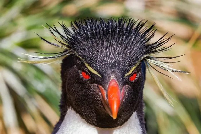 Framed Print : Adult rockhopper penguin (Eudyptes chrysocome chrysocome) at breeding and molting colony on New Island, Falkland Islands Framed Print : Adult rockhopper penguin (Eudyptes chrysocome chrysocome) at breeding and molting colony on New Island, Falkland Islands