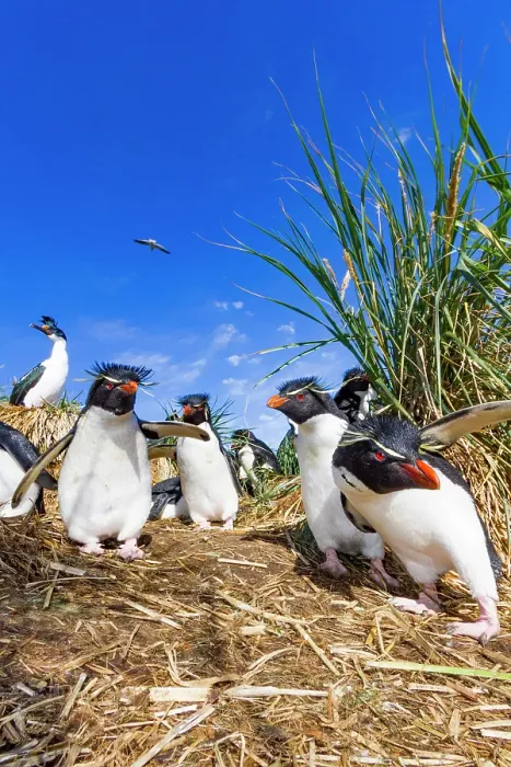 Framed Print : Adult rockhopper penguins (Eudyptes chrysocome chrysocome) at breeding and molting colony on New Island, Falkland Islands Framed Print : Adult rockhopper penguins (Eudyptes chrysocome chrysocome) at breeding and molting colony on New Island, Falkland Islands