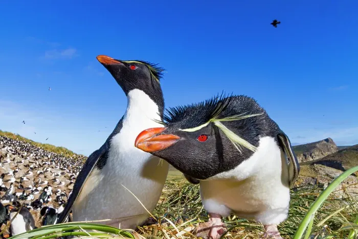 Framed Print : Adult rockhopper penguins (Eudyptes chrysocome chrysocome) at breeding and molting colony on New Island, Falkland Islands Framed Print : Adult rockhopper penguins (Eudyptes chrysocome chrysocome) at breeding and molting colony on New Island, Falkland Islands