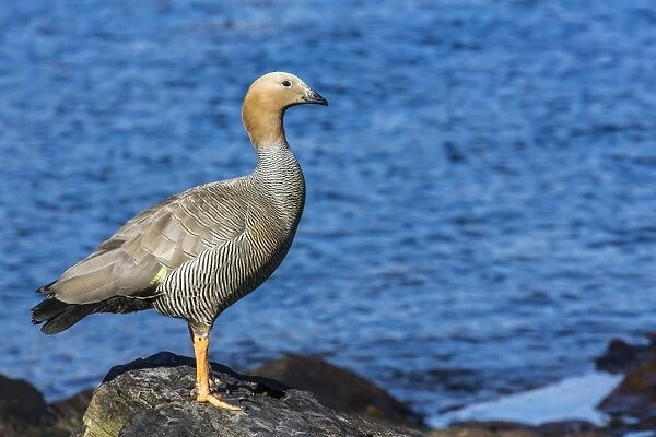 Adult ruddy-headed goose (Chloephaga rubidiceps), Carcass Island, Falkland Islands, South Atlantic Ocean, South America