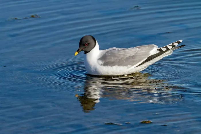 Framed Print : An adult Sabine's Gull (Xema sabini) in melt water pool in the Svalbard Archipelago, Norway, Arctic, Europe Framed Print : An adult Sabine's Gull (Xema sabini) in melt water pool in the Svalbard Archipelago, Norway, Arctic, Europe