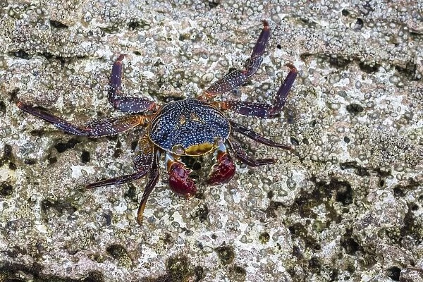 Adult Sally Lightfoot crab (Grapsus grapsus) at low tide on Punta Colorado, Isla San Jose