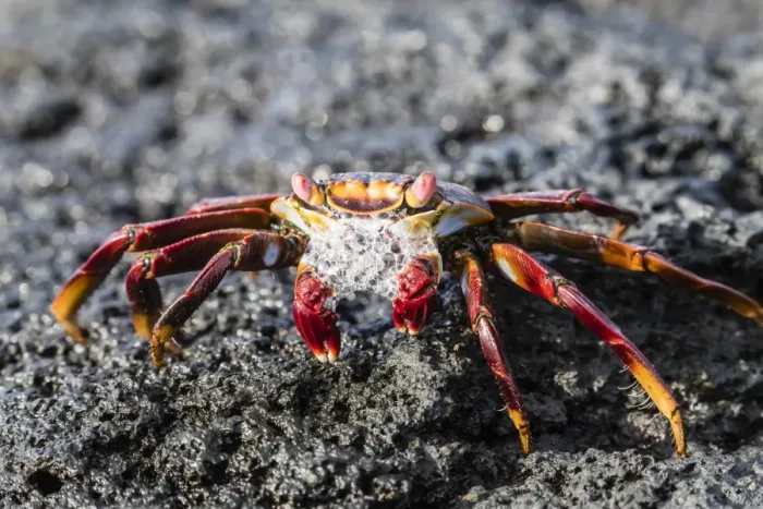 Framed Print : Adult Sally lightfoot crab (Grapsus grapsus), preparing to molt on Fernandina Island Framed Print : Adult Sally lightfoot crab (Grapsus grapsus), preparing to molt on Fernandina Island