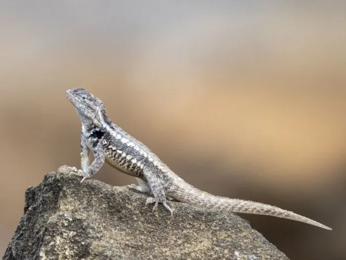Framed Print : An adult San Cristobal lava lizard (Microlophus bivittatus) Framed Print : An adult San Cristobal lava lizard (Microlophus bivittatus)