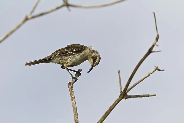 Adult San Cristobal mockingbird (Chatham mockingbird) (Mimus melanotis), Cerro Bruja, San Cristobal Island, Galapagos Islands, Ecuador, South America
