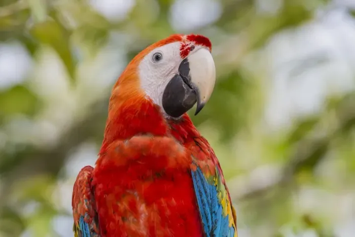 Framed Print : Adult scarlet macaw (Ara macao), Amazon National Park, Loreto, Peru, South America Framed Print : Adult scarlet macaw (Ara macao), Amazon National Park, Loreto, Peru, South America