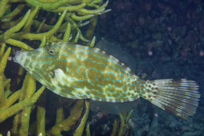 Framed Print : An adult scrawled filefish (Aluterus scriptus), on the reef off Kri Island, Raja Ampat, Indonesia, Southeast Asia, Asia Framed Print : An adult scrawled filefish (Aluterus scriptus), on the reef off Kri Island, Raja Ampat, Indonesia, Southeast Asia, Asia