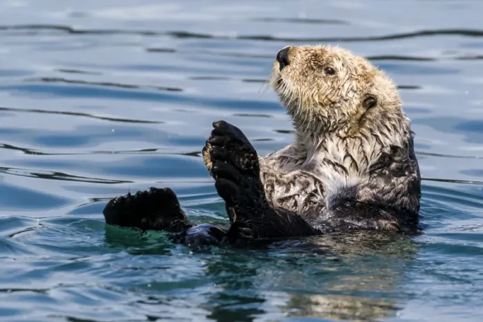 Framed Print : An adult sea otter (Enhydra lutris), swimming in Glacier Bay National Park Framed Print : An adult sea otter (Enhydra lutris), swimming in Glacier Bay National Park