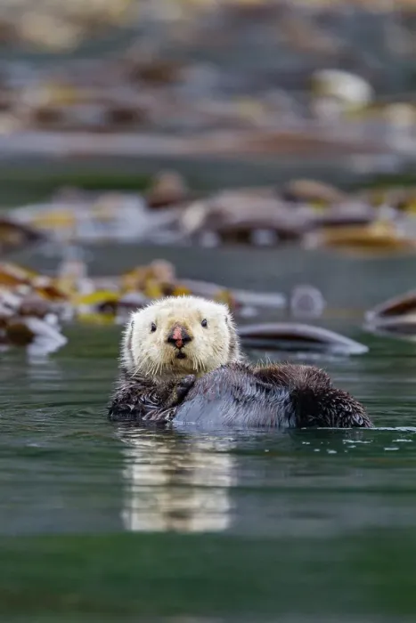 Framed Print : Adult sea otter (Enhydra lutris kenyoni) in kelp bed in Inian Pass, Southeastern Alaska, United States of America Framed Print : Adult sea otter (Enhydra lutris kenyoni) in kelp bed in Inian Pass, Southeastern Alaska, United States of America