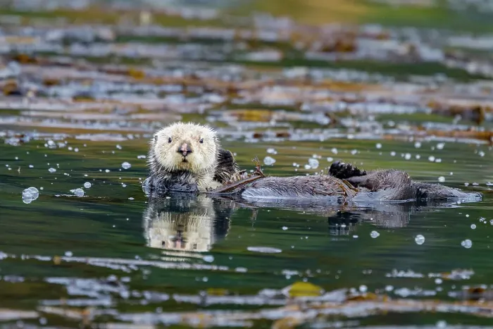 Framed Print : Adult sea otter (Enhydra lutris kenyoni) in kelp bed in Inian Pass, Southeastern Alaska, United States of America Framed Print : Adult sea otter (Enhydra lutris kenyoni) in kelp bed in Inian Pass, Southeastern Alaska, United States of America