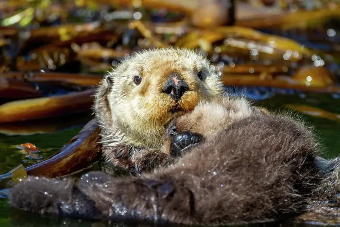 Framed Print : Adult sea otter (Enhydra lutris kenyoni) mother with her pup on her chest in Inian Pass, Southeastern Alaska, Pacific Ocean, United States of America, North America Framed Print : Adult sea otter (Enhydra lutris kenyoni) mother with her pup on her chest in Inian Pass, Southeastern Alaska, Pacific Ocean, United States of America, North America