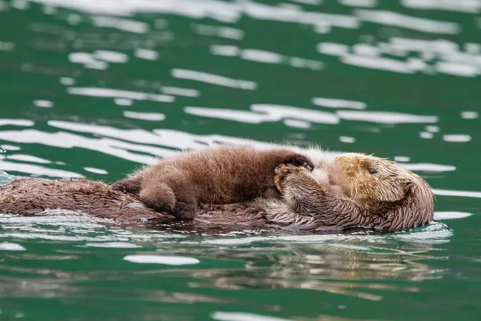 Framed Print : Adult sea otter (Enhydra lutris kenyoni) mother and pup in Inian Pass, Southeastern Alaska, United States of America