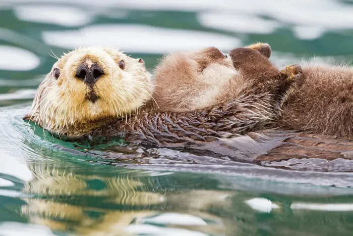 Framed Print : Adult sea otter (Enhydra lutris kenyoni) mother and pup in Inian Pass, Southeastern Alaska, United States of America Framed Print : Adult sea otter (Enhydra lutris kenyoni) mother and pup in Inian Pass, Southeastern Alaska, United States of America