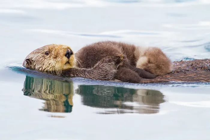 Framed Print : Adult sea otter (Enhydra lutris kenyoni) mother and pup in Inian Pass, Southeastern Alaska, United States of America Framed Print : Adult sea otter (Enhydra lutris kenyoni) mother and pup in Inian Pass, Southeastern Alaska, United States of America