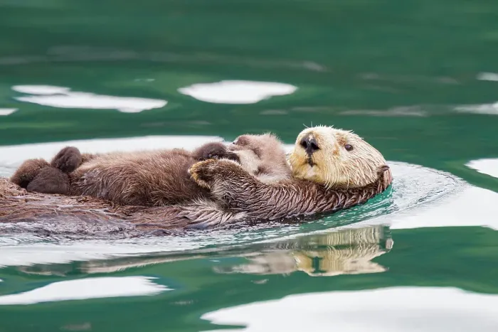 Framed Print : Adult sea otter (Enhydra lutris kenyoni) mother and pup in Inian Pass, Southeastern Alaska, United States of America Framed Print : Adult sea otter (Enhydra lutris kenyoni) mother and pup in Inian Pass, Southeastern Alaska, United States of America