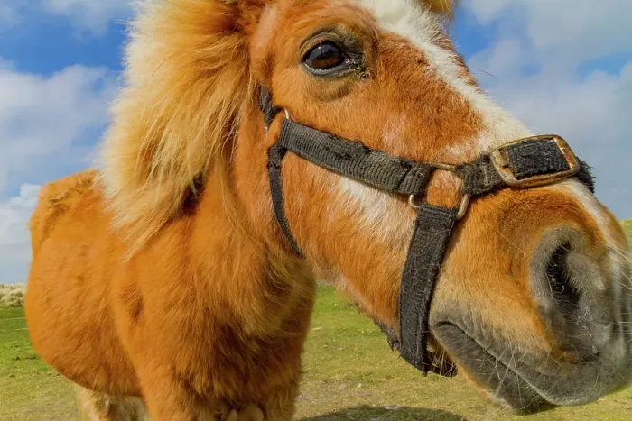 Framed Print : Adult Shetland pony (Equus ferus caballus) in the Shetland Isles, Scotland, United Kingdom Framed Print : Adult Shetland pony (Equus ferus caballus) in the Shetland Isles, Scotland, United Kingdom