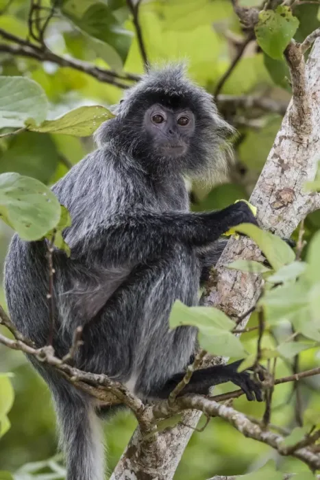 Framed Print : Adult silvery langur (Trachypithecus cristatus) (silvered leaf monkey), Bako National Park Framed Print : Adult silvery langur (Trachypithecus cristatus) (silvered leaf monkey), Bako National Park