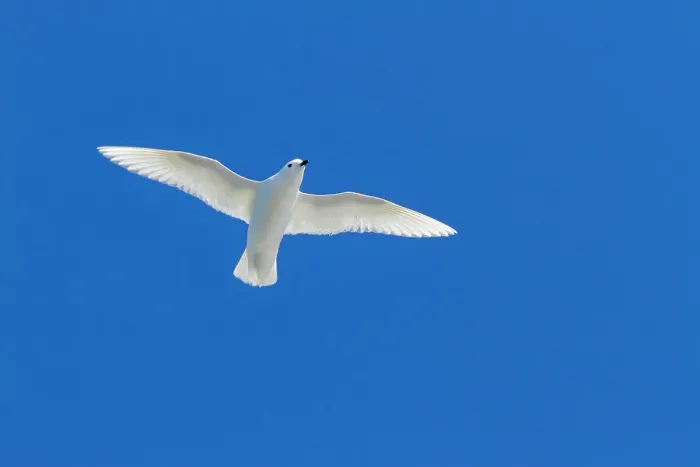 Framed Print : Adult snow petrel (Pagodroma nivea nivea), in flight near the Antarctic Peninsula, Antarctica, Southern Ocean, Polar Regions
