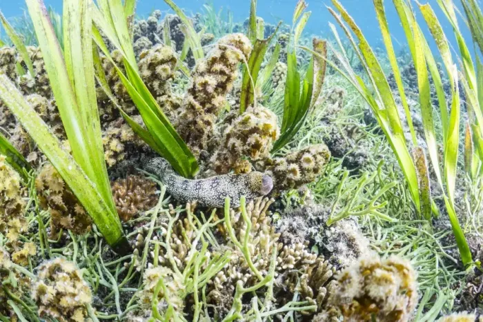 Framed Print : An adult snowflake moray (Echidna nebulosa) on Sebayur Island, Flores Sea, Indonesia Framed Print : An adult snowflake moray (Echidna nebulosa) on Sebayur Island, Flores Sea, Indonesia