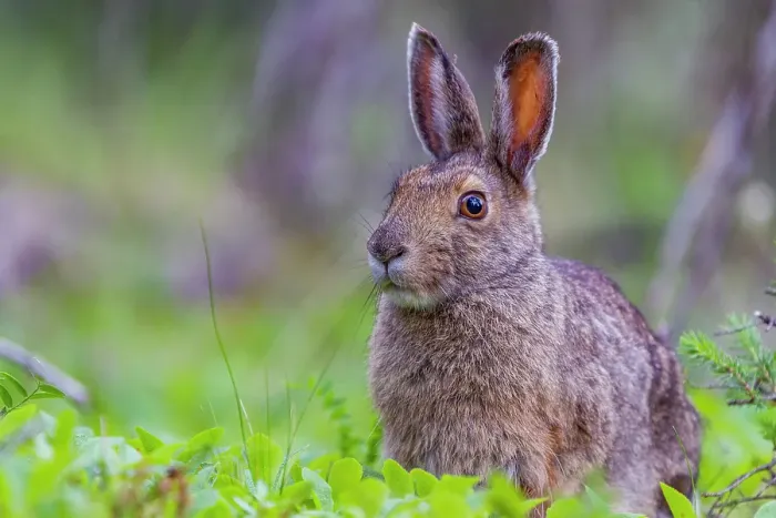 Framed Print : Adult snowshoe hare (Lepus americanus dalli) in Denali National Park, Alaska, United States of America Framed Print : Adult snowshoe hare (Lepus americanus dalli) in Denali National Park, Alaska, United States of America