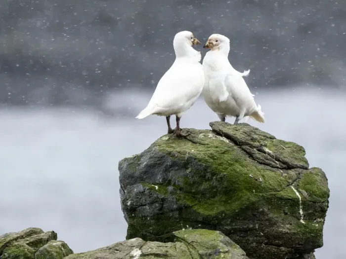 Framed Print : Adult snowy sheathbill (Chionis albus), courtship display on Barrientos Island, Aitcho Island Group, Antarctica, Polar Regions Framed Print : Adult snowy sheathbill (Chionis albus), courtship display on Barrientos Island, Aitcho Island Group, Antarctica, Polar Regions