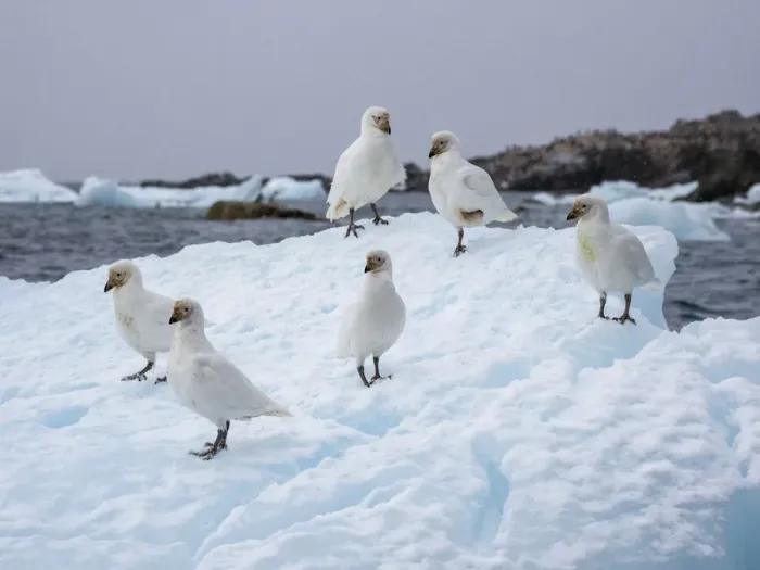Framed Print : Adult snowy sheathbills (Chionis albus), on ice near Joinville Island, Antarctica, Polar Regions Framed Print : Adult snowy sheathbills (Chionis albus), on ice near Joinville Island, Antarctica, Polar Regions