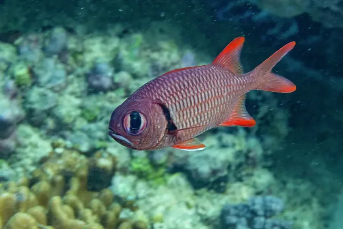 Framed Print : An adult soldierfish (Myripristis spp), off the reef on Kawe Island, Raja Ampat, Indonesia, Southeast Asia Framed Print : An adult soldierfish (Myripristis spp), off the reef on Kawe Island, Raja Ampat, Indonesia, Southeast Asia