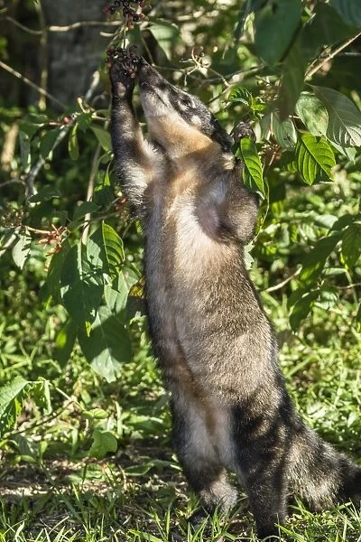 Adult South American coati (Nasua nasua), foraging, Iguazu Falls National Park, Misiones