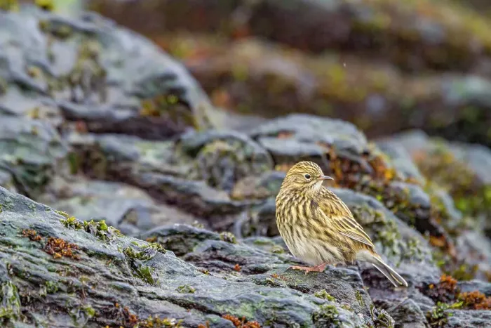 Framed Print : Adult South Georgia Pipit (Anthus antarcticus) feeding at low tide on Prion Island, Bay of Isles, South Georgia, Polar Regions Framed Print : Adult South Georgia Pipit (Anthus antarcticus) feeding at low tide on Prion Island, Bay of Isles, South Georgia, Polar Regions