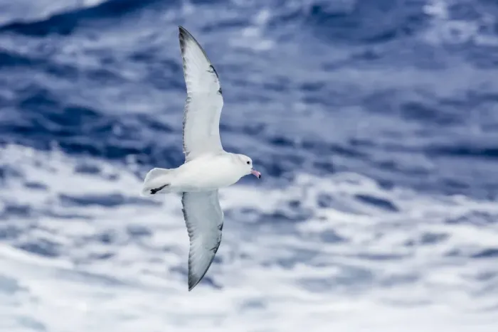 Framed Print : Adult Southern fulma (Fulmarus glacialoides) in flight at Coronation Island, South Orkney Islands, Antarctica, Polar Regions Framed Print : Adult Southern fulma (Fulmarus glacialoides) in flight at Coronation Island, South Orkney Islands, Antarctica, Polar Regions