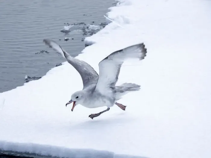 Framed Print : Adult southern fulmar (Fulmarus glacialoides), on ice at Peter I Island in the Bellingshausen Sea, Antarctica, Polar Regions Framed Print : Adult southern fulmar (Fulmarus glacialoides), on ice at Peter I Island in the Bellingshausen Sea, Antarctica, Polar Regions