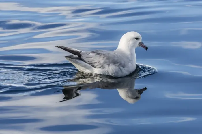 Framed Print : Adult southern fulmar (Fulmarus glacialoides) feeding in calm waters in Paradise Bay, Antarctica, Southern Ocean, Polar Regions Framed Print : Adult southern fulmar (Fulmarus glacialoides) feeding in calm waters in Paradise Bay, Antarctica, Southern Ocean, Polar Regions