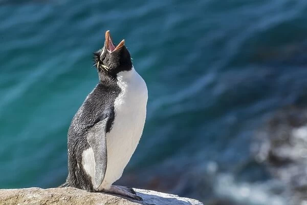 Adult southern rockhopper penguin (Eudyptes chrysocome) at breeding colony on Saunders Island
