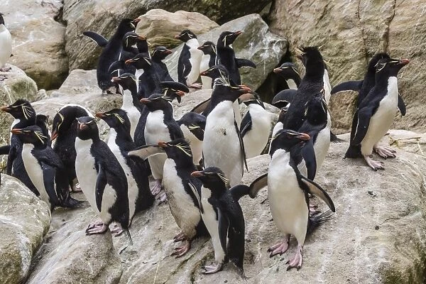 Adult southern rockhopper penguins (Eudyptes chrysocome) at breeding and molting colony on New Island, Falklands, UK Overseas Protectorate, Polar Regions