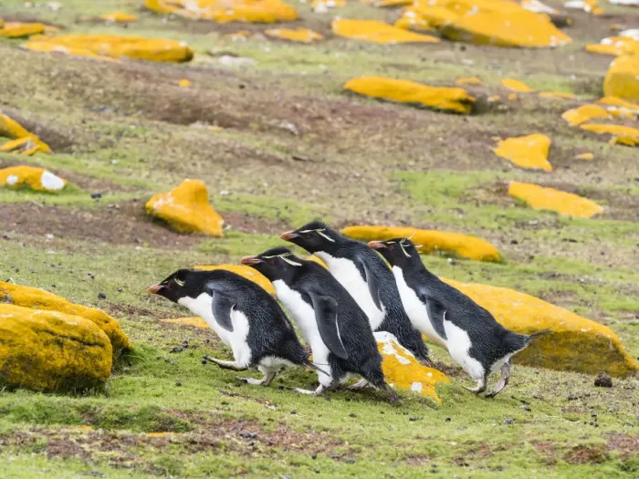Framed Print : Adult southern rockhopper penguins (Eudyptes chrysocome), on Saunders Island Framed Print : Adult southern rockhopper penguins (Eudyptes chrysocome), on Saunders Island
