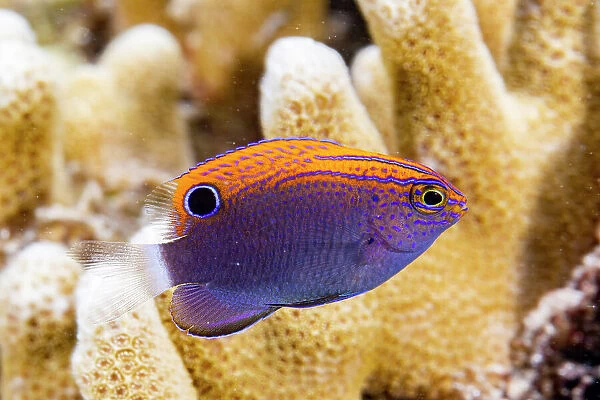 An adult speckled damsel (Pomacentrus bankanensis), off the reef on Wohof Island, Raja Ampat, Indonesia, Southeast Asia