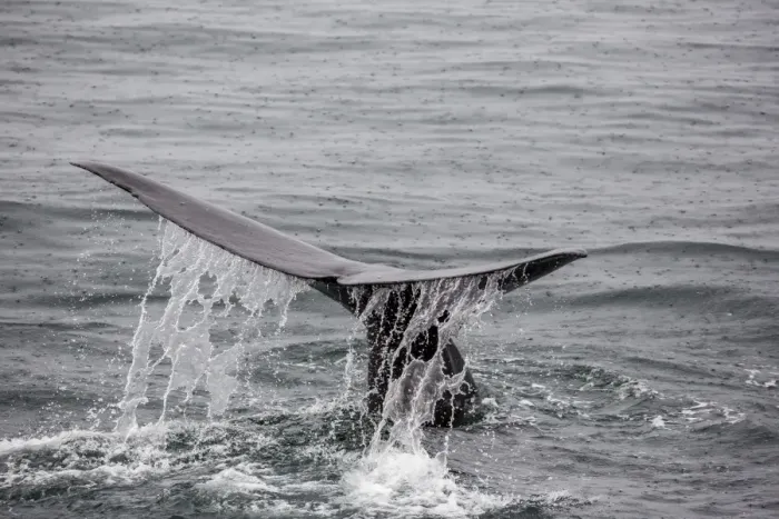 Framed Print : Adult sperm whale (Physeter macrocephalus) flukes-up dive near Isla San Pedro Martir Framed Print : Adult sperm whale (Physeter macrocephalus) flukes-up dive near Isla San Pedro Martir
