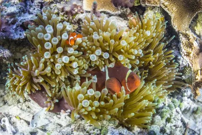 Framed Print : Adult spinecheek anemonefish (Premnas biaculeatus), Sebayur Island, Komodo National Park Framed Print : Adult spinecheek anemonefish (Premnas biaculeatus), Sebayur Island, Komodo National Park