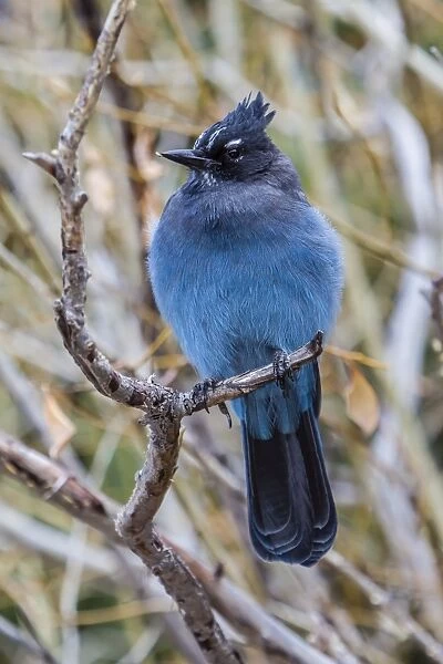 An adult Stellers jay (Cyanocitta stelleri) in Rocky Mountain National Park, Colorado, United States of America, North America
