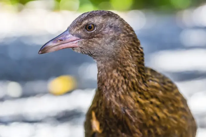 Framed Print : Adult Stewart Island weka (Gallirallus australis scotti), Ulva Island, off Stewart Island, South Island, New Zealand, Pacific