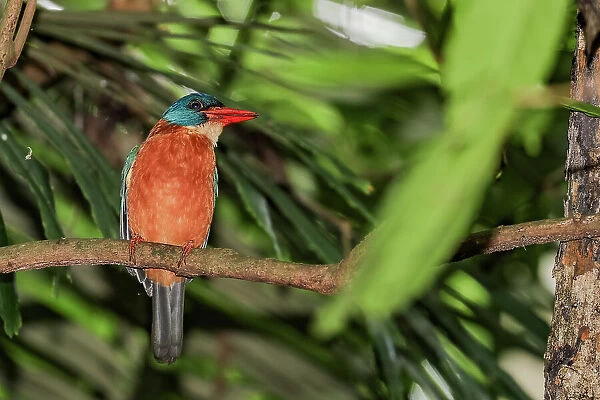 An adult stork-billed kingfisher (Pelargopsis capensis), perched in Tangkoko National Preserve on Sulawesi Island, Indonesia, Southeast Asia, Asia