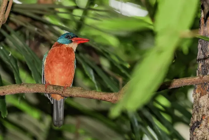 Framed Print : An adult stork-billed kingfisher (Pelargopsis capensis), perched in Tangkoko National Preserve on Sulawesi Island, Indonesia, Southeast Asia, Asia Framed Print : An adult stork-billed kingfisher (Pelargopsis capensis), perched in Tangkoko National Preserve on Sulawesi Island, Indonesia, Southeast Asia, Asia