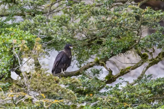 Framed Print : Adult striated caracara (Phalcoboenus australis), Seno Agostini Fjord, Strait of Magellan, Patagonia, Chile, South America Framed Print : Adult striated caracara (Phalcoboenus australis), Seno Agostini Fjord, Strait of Magellan, Patagonia, Chile, South America