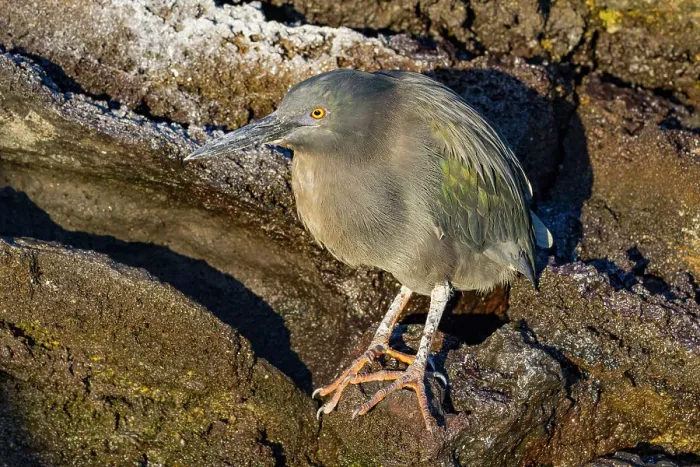 Framed Print : Adult striated Heron (Butorides striata) in the Galapagos Island Archipelago, UNESCO World Heritage Site, Ecuador, South America Framed Print : Adult striated Heron (Butorides striata) in the Galapagos Island Archipelago, UNESCO World Heritage Site, Ecuador, South America